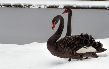 Чёрные лебеди на белом снегу