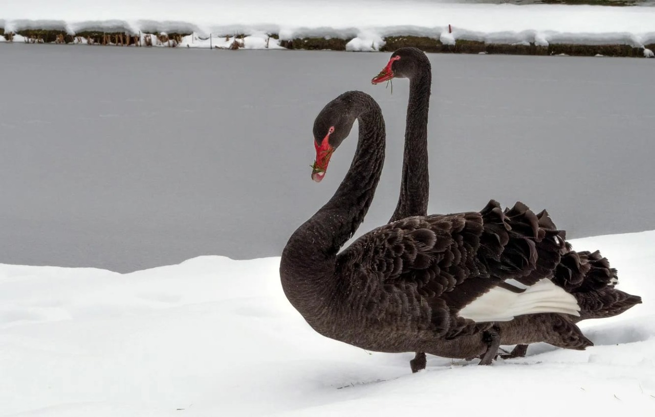 Чёрные лебеди на белом снегу